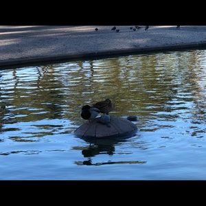 Meet your Posher, Ozer